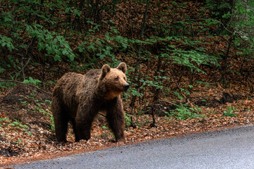 Fototapeta premium Brown bear in the forest near the road