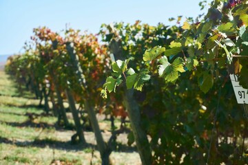 Fototapeta na wymiar Grape plantations. Wine varieties. The season is autumn