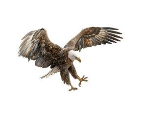 Obraz premium american bald eagle