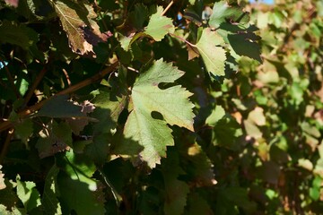 Grape plantations. Wine varieties. The season is autumn