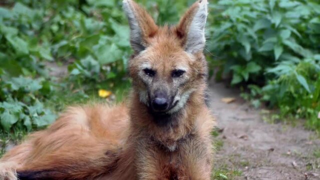 The maned wolf (Chrysocyon brachyurus)