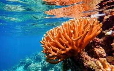 Naklejka na ściany i meble Underwater scene. Ocean coral reef underwater. Sea world under water background