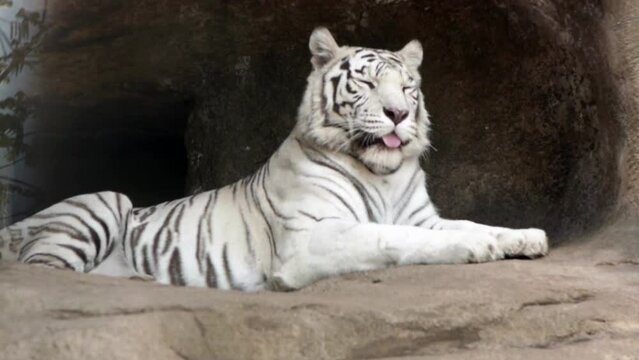 Siberian whites tiger