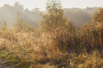 A tranquil awakening of nature where the soft morning light gently illuminates the dew-kissed grass and trees, casting an ethereal glow that signifies the break of dawn and instills a sense of peace