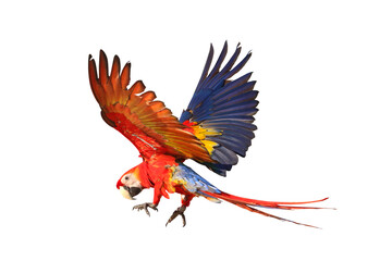 Colorful flying Scarlet Macaw parrot isolated on transparent background png file	