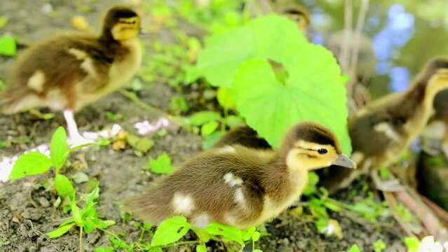 Duck walks with its ducklings
