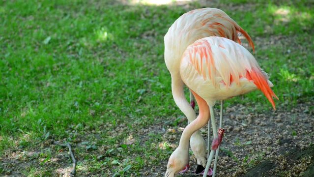 Flamingos are a type of wading bird