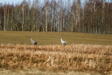 two cranes in early spring in a field in the background forest with deer
