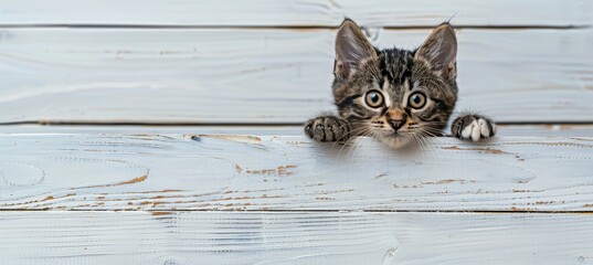 Tabby kitten peeking over white wooden background with playful paws up, blurred backdrop for text.