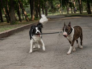 A border collie leads a bull terrier by the leash. One dog walking another. 