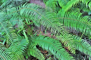 Fern plant leaves, Mirik, Darjeeling, West Bengal, India, Asia