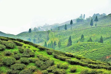 Tea Garden, Darjeeling, West Bengal, India, Asia