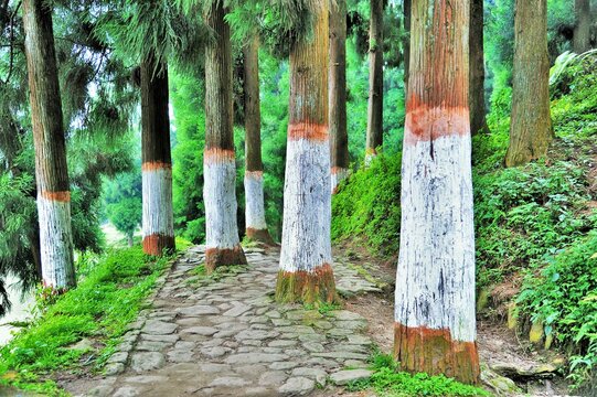 Fern trees, Mirik, Darjeeling, West Bengal, India, Asia