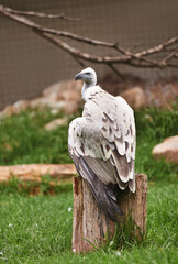 Vulture or bird, stump and sit outdoor in nature with feathers, landscape or farm to hunt. Wildlife, carnivore animal or birds of prey in zoo environment with wooden and grass in countryside