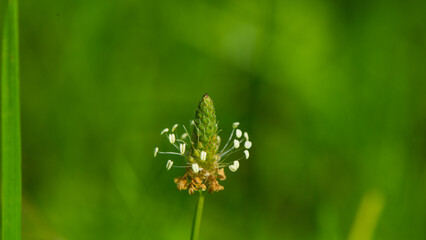 Plantain flower on a blurred green background. - 753568615