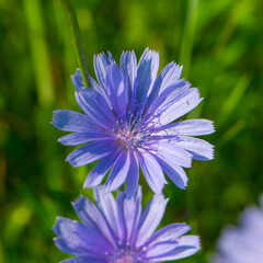 Blue chicory flowers on green grass background.Web banner. - 753568635