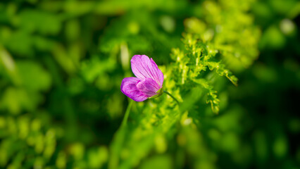 One purple and pink flower of a wild geranium (Geranium palustre) forest in the grass. - 753568639
