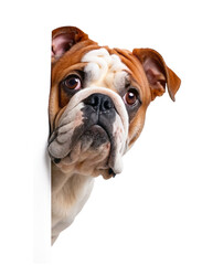 English bulldog peeking around corner, use over placeholder isolated on transparent background