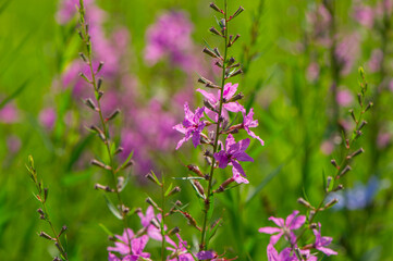 Blooming purple flowers Lythrum Virgatum in the meadow. - 753568807