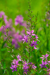 Blooming purple flowers Lythrum Virgatum in the meadow. - 753568812