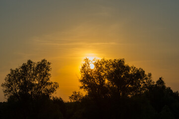 Dark silhouettes of trees against the backdrop of the sun and orange sunset. - 753568886
