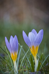 Fototapeta premium Krokus