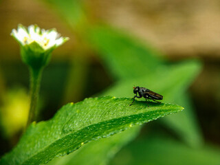 BLACK SOLDIER FLY (Hermetia illucens) on macro photography 