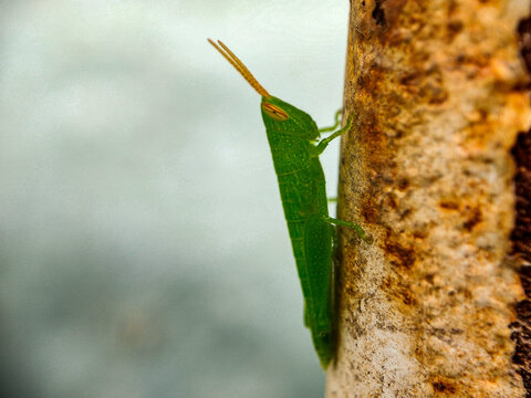 ORIENTAL LONGHEADED LOCUST (Acrida cinerea) on macro photography 