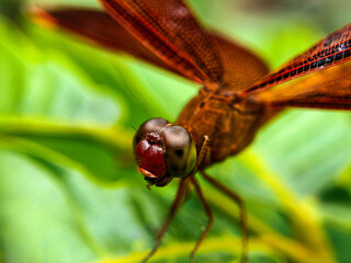 Red Dragongly (Neurothemis ramburii) on macro photography