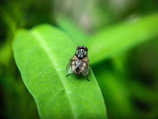 Muscina prolapsa on macro photography 