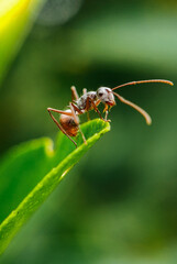 medium red ant on a green leaf