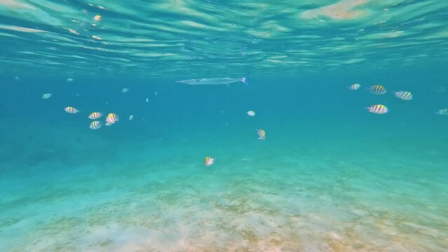 Ablennes hianst Belone Syngnathoidei fish feeding swims between striped abudefduf in coral reefs of warm tropical waters in natural habitat.