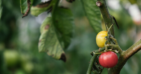 Poor tomato harvest. Two small tomatoes hang on a branch. Leaves are affected by pests. Disease spots. Sick plant. Poor soil, Drought, crop overflow. Ecological problem and hunger concept. Copy space