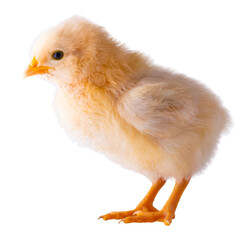 Obraz premium Gold and white chick