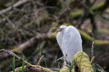 Little egret open beak
