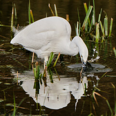 Little egret with beak in water