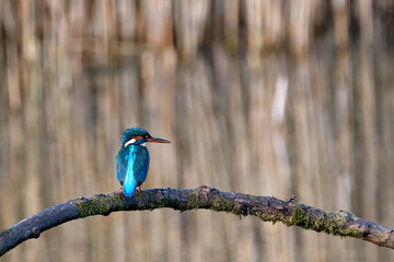Female Kingfisher on branch 