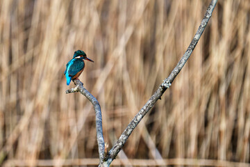 Female Kingfisher on tree branch