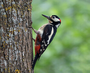 Male great spotted woodpecker (Dendrocopos major) walking upwards on a tree. Colorful woodpecker...