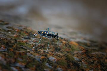 closeup Cicindela aurulenta, a small, fierce-looking, blue, orange-patterned insect clings to a rock in a moist, forest.