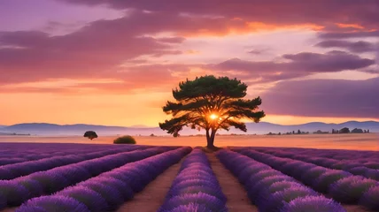 Fotobehang lavender field at sunrise © MUHAMMADMUBASHIRALI