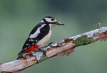 Female great spotted woodpecker (Dendrocopos major) perched on a rotten branch. Colorful woodpecker...