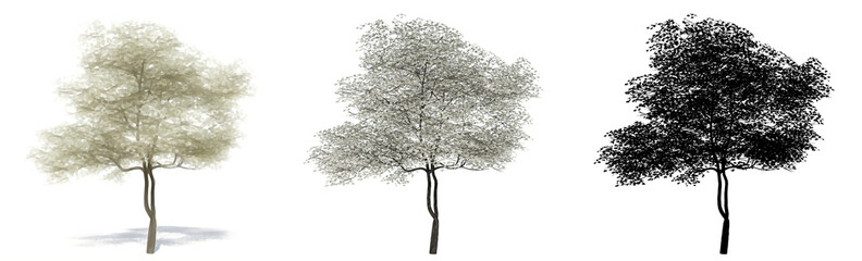 Set or collection of Flowering Dogwood trees, painted, natural and as a black silhouette on white background. Conceptual 3d illustration for nature, ecology and conservation, strength, beauty