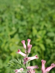 fumaria vaillantii loisel flower or Few-flower fumitory, Earthsmoke, Few-flowered Fumitory