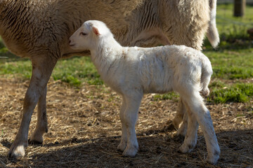 Obraz premium White lamb standing next to its ewe
