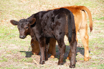 Calves in a spring pasture, red and black Angus in Oklahoma