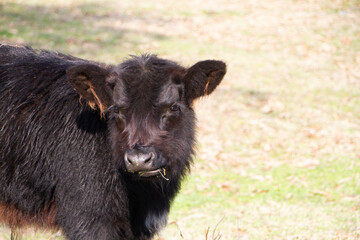 Black angus calf with winter fluffy coat in Oklahoma