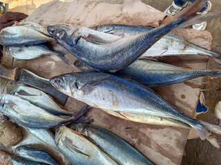 Sapele, Delta State, Nigeria February 6 2024: Mackerel Fish at the Market