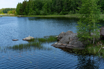 A variety of summer forest landscapes with rivers.