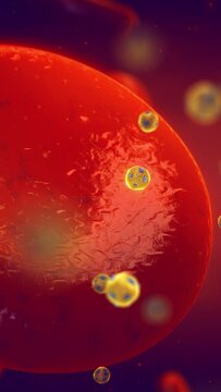 High-density lipoprotein particles (HDL) a.k.a good cholesterol, in the blood. Higher HDL levels correlate with lower risk of cardiovascular disease, vertical video